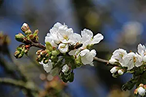 Home Comforts Peel-n-Stick Poster of Tree Cherry Blossoms Flower Forager Bee Cherry Vivid Imagery Poster 24 x 16 Adhesive Sticker Poster Print