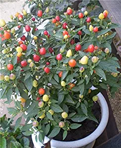 Hot Pepper Cherry festival seeds / early