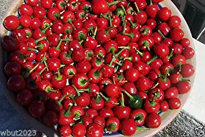 CHERRY BOMB HOT PEPPER ~ SEEDS,Great for Pickling,Canning, And Stuffing